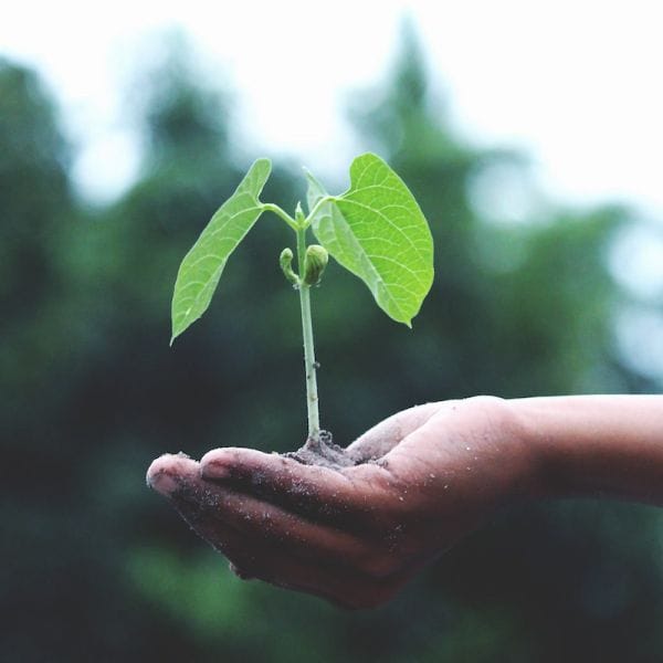 Plant in Hand