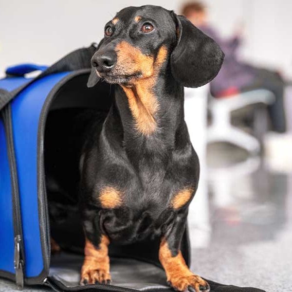 A pet dog immigrating to the US